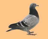 pigeon2