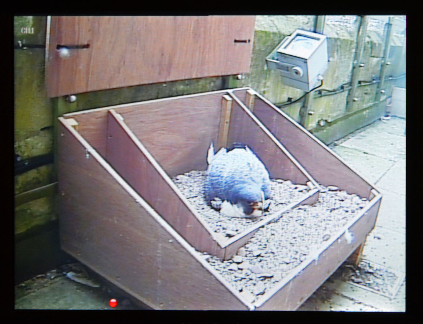 SalisburyPeregrines